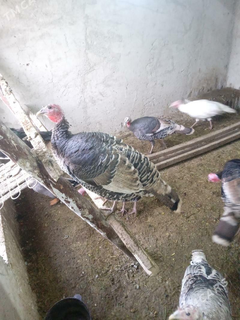 induk ördek gaz - Бахарден - img 3