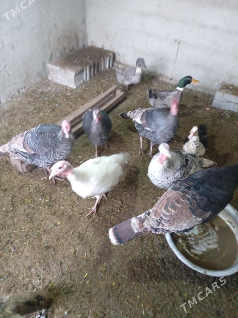 induk ördek gaz - Бахарден - img 2