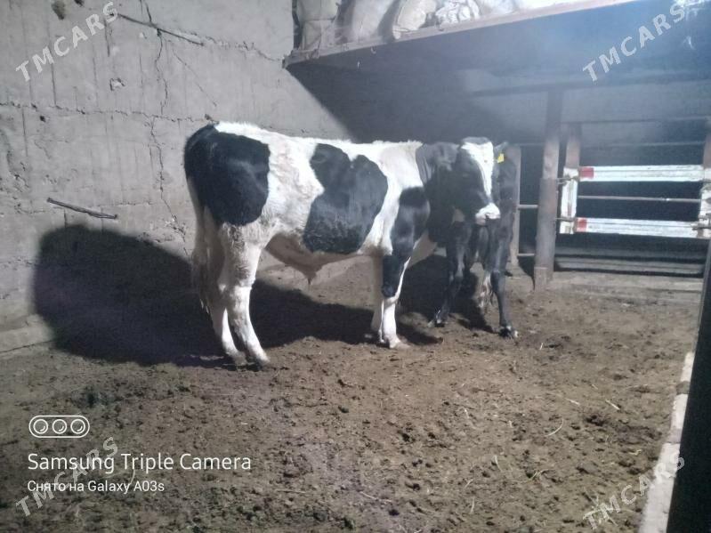 Galişdeýin Höwür Öküz - Кака - img 2