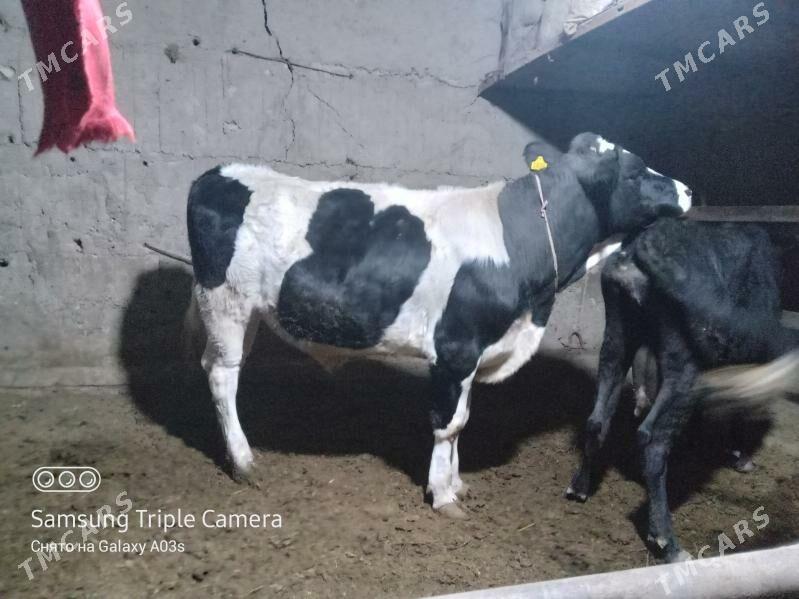 Galişdeýin Höwür Öküz - Кака - img 3