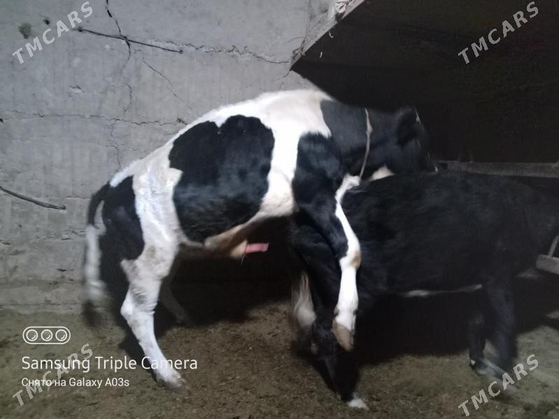 Galişdeýin Höwür Öküz - Кака - img 4