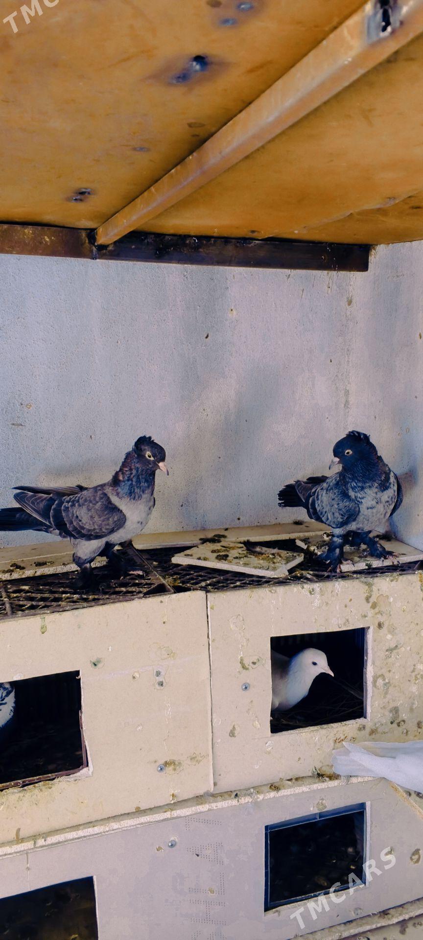 kepderi - Векильбазар - img 2