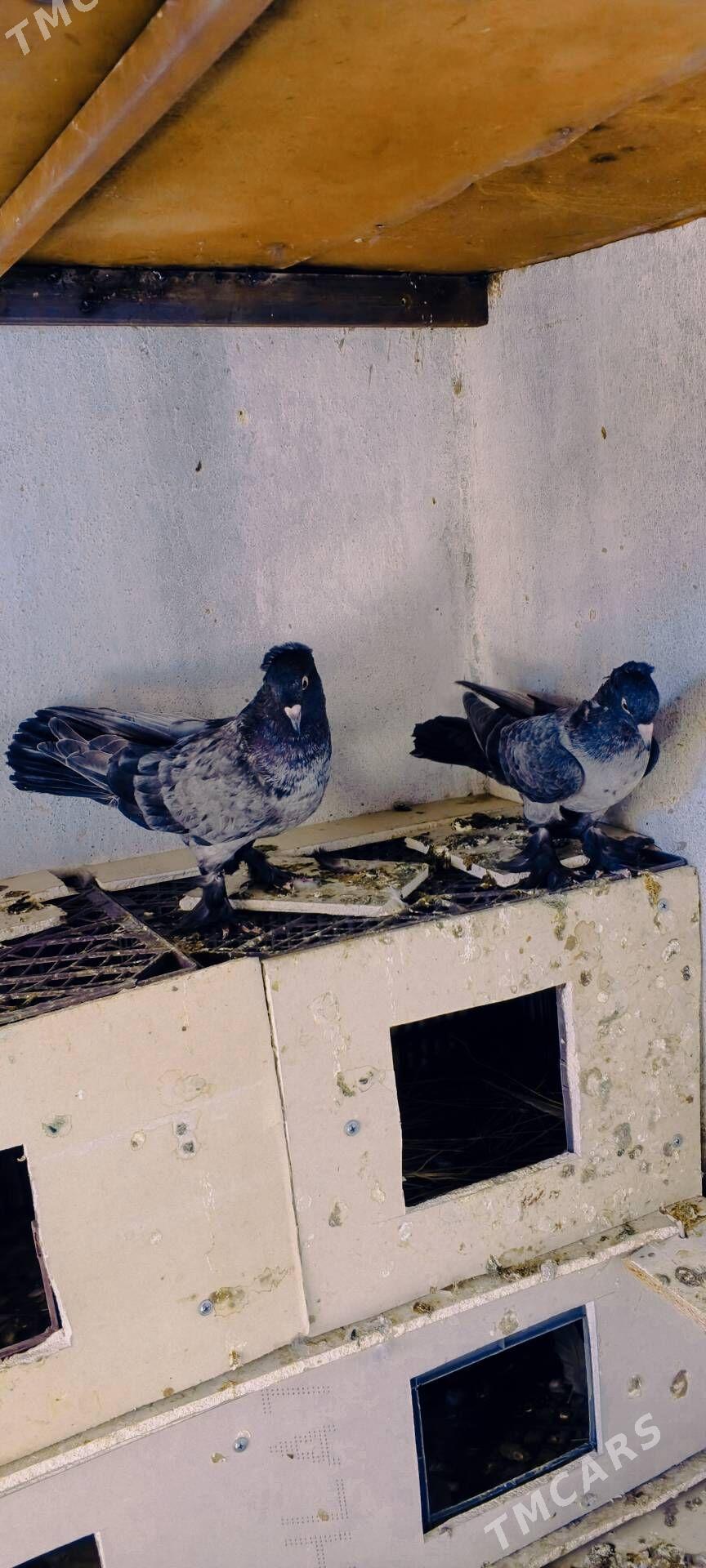 kepderi - Векильбазар - img 5