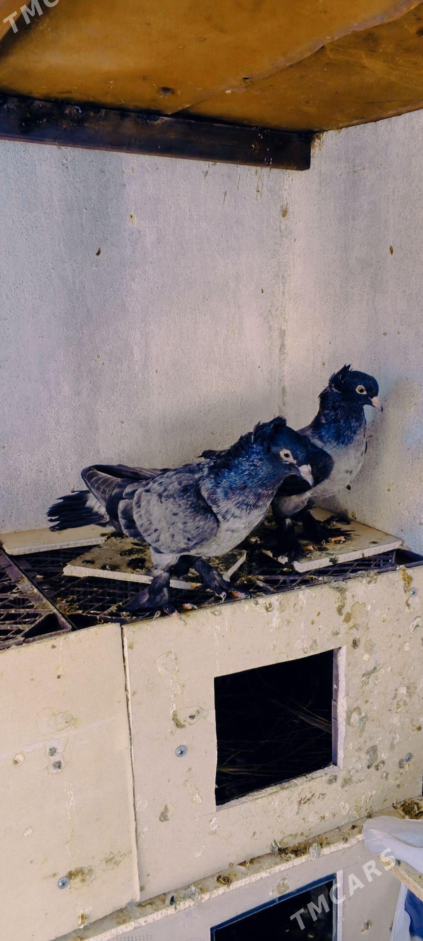 kepderi - Векильбазар - img 3