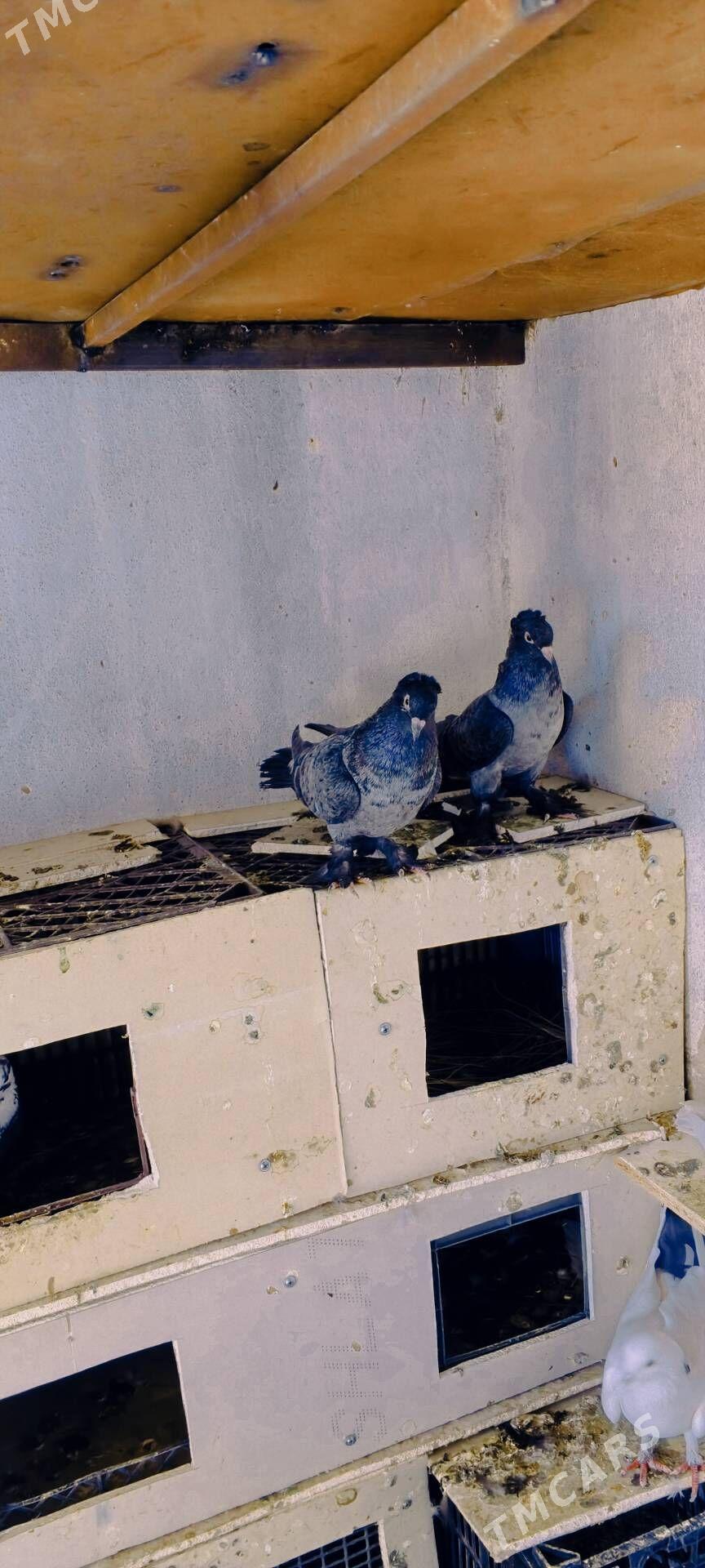 kepderi - Векильбазар - img 4