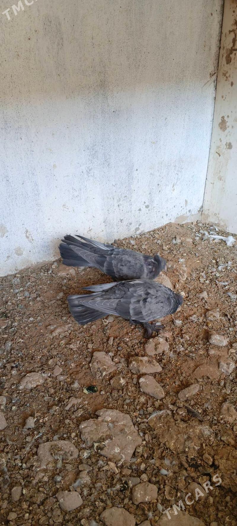 kepderi - Векильбазар - img 6