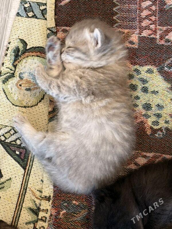 şatlan pişijekler - Ашхабад - img 4