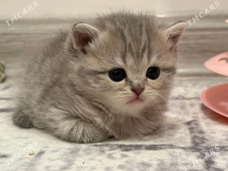 şatlan pişijekler - Ашхабад - img 2