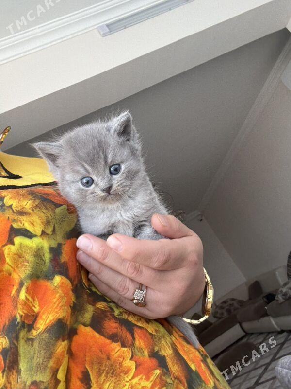 şatlan pişijekler - Ашхабад - img 1