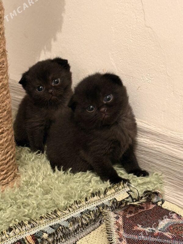 şatlan pişijekler - Ашхабад - img 3