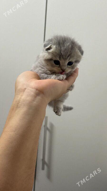 şatlan pişijekler - Ашхабад - img 5