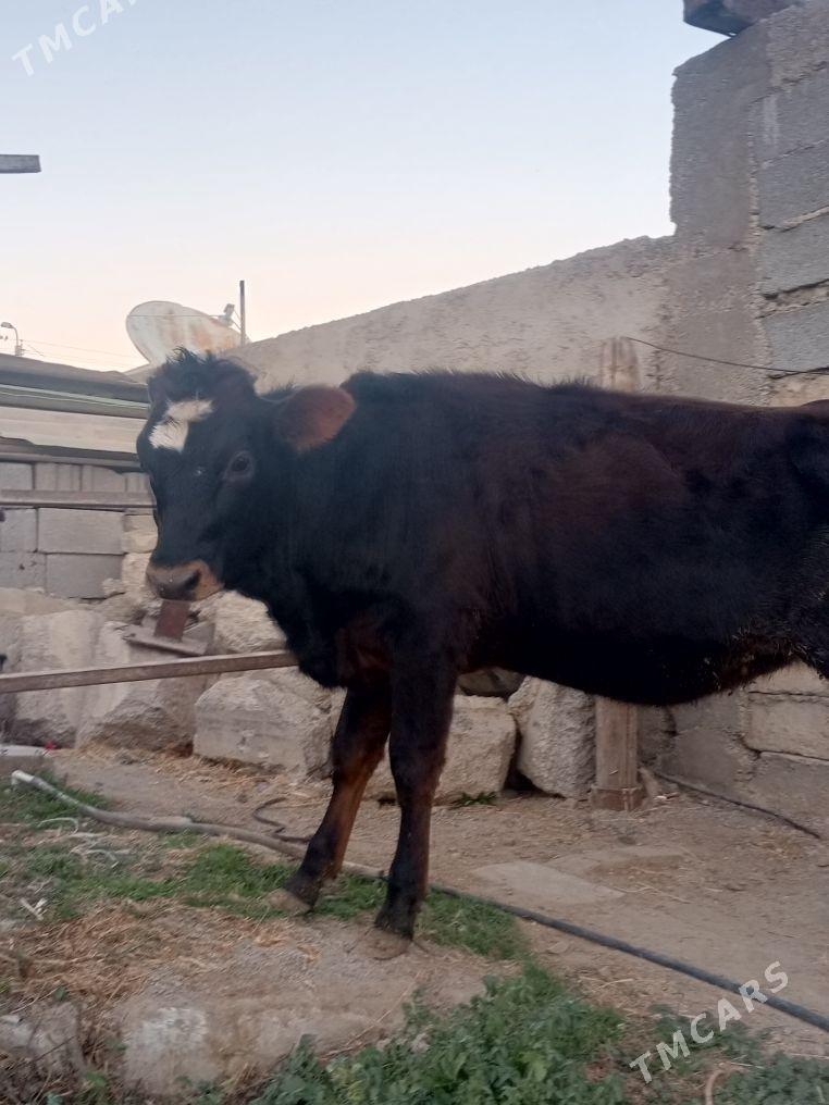 Tuwe mal - Aşgabat - img 2