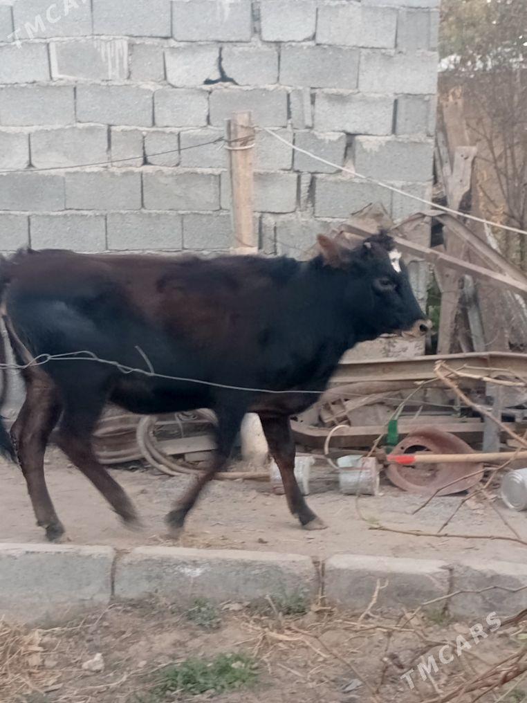 Tuwe mal - Aşgabat - img 3