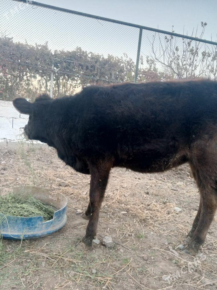 tuwe mal - Aşgabat - img 3