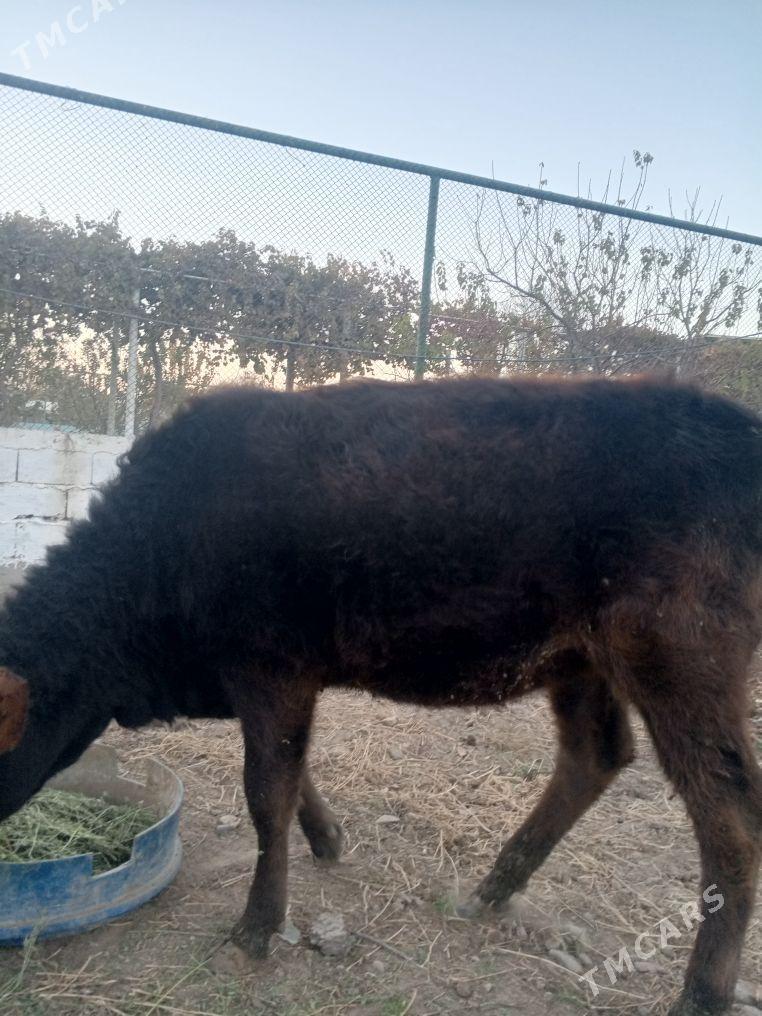 tuwe mal - Aşgabat - img 2