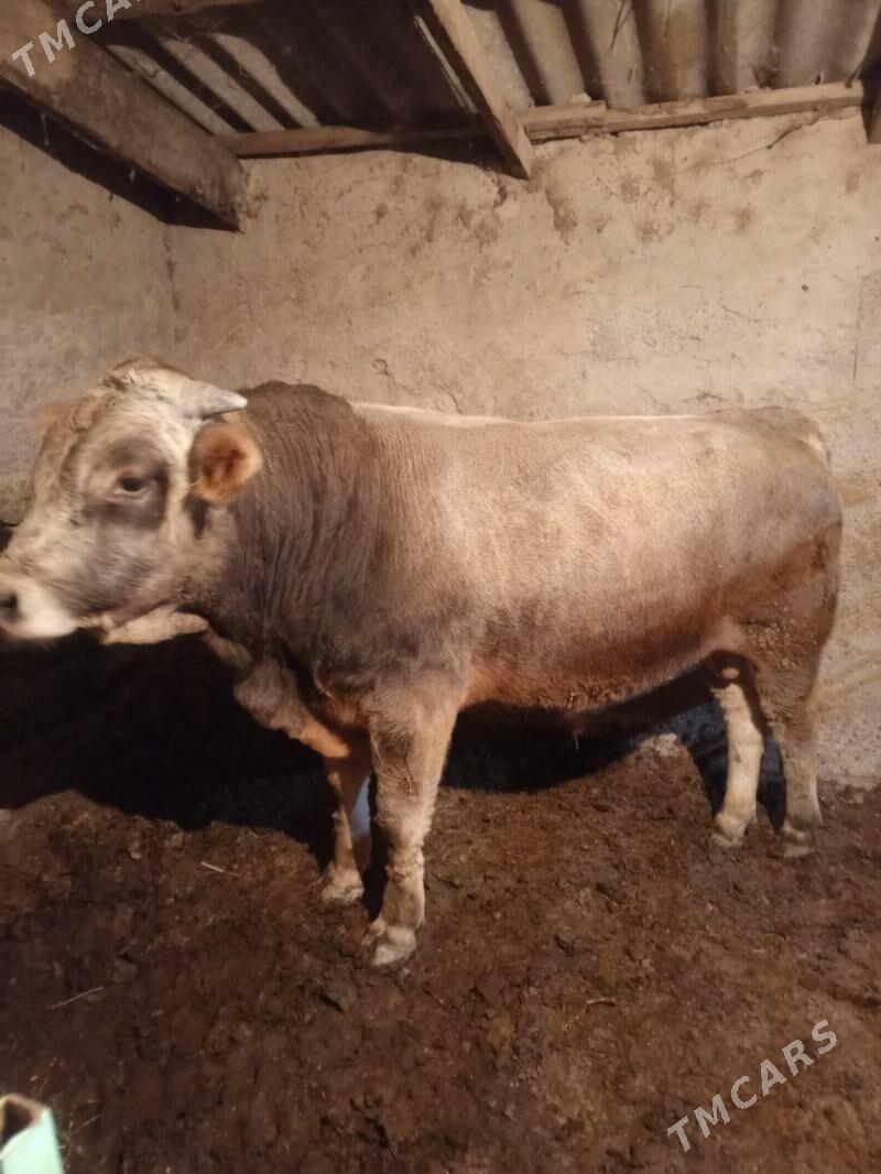 Bakylan Okuz - Aşgabat - img 2