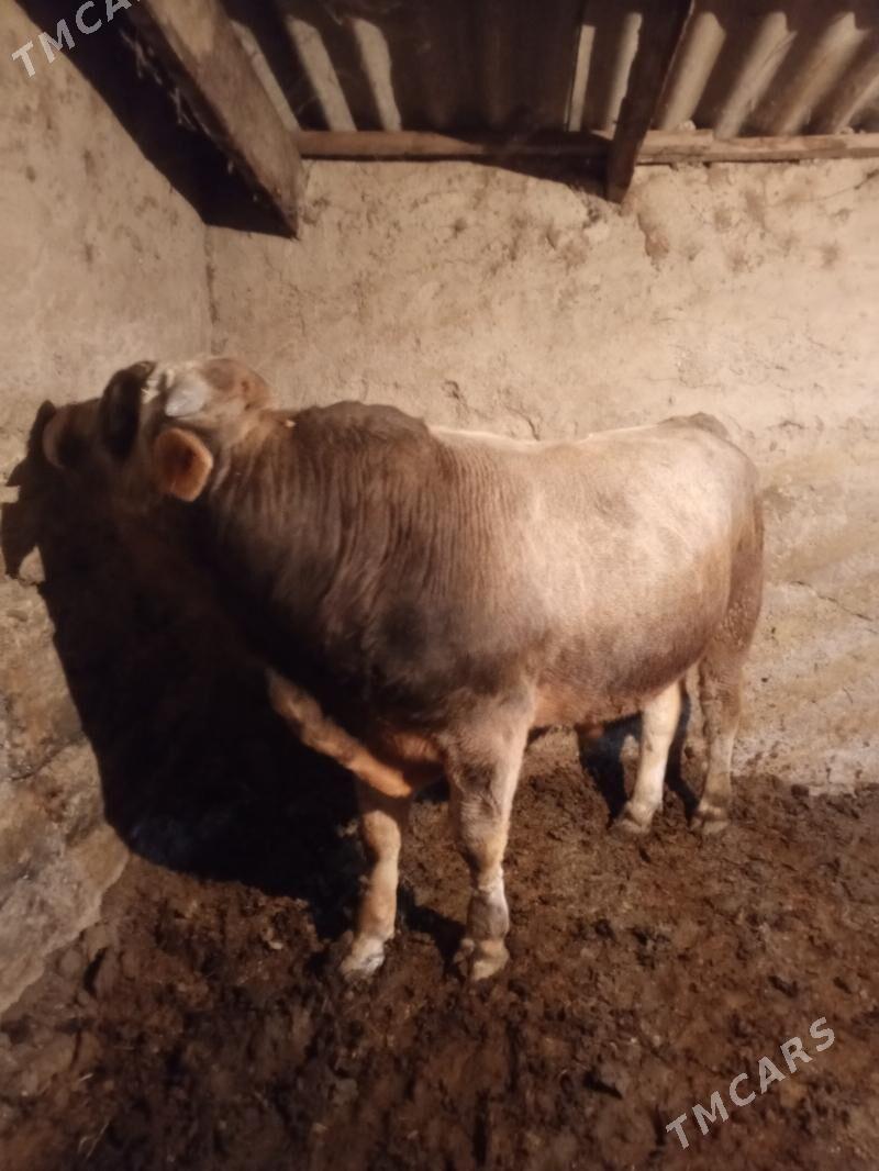 Bakylan Okuz - Aşgabat - img 3