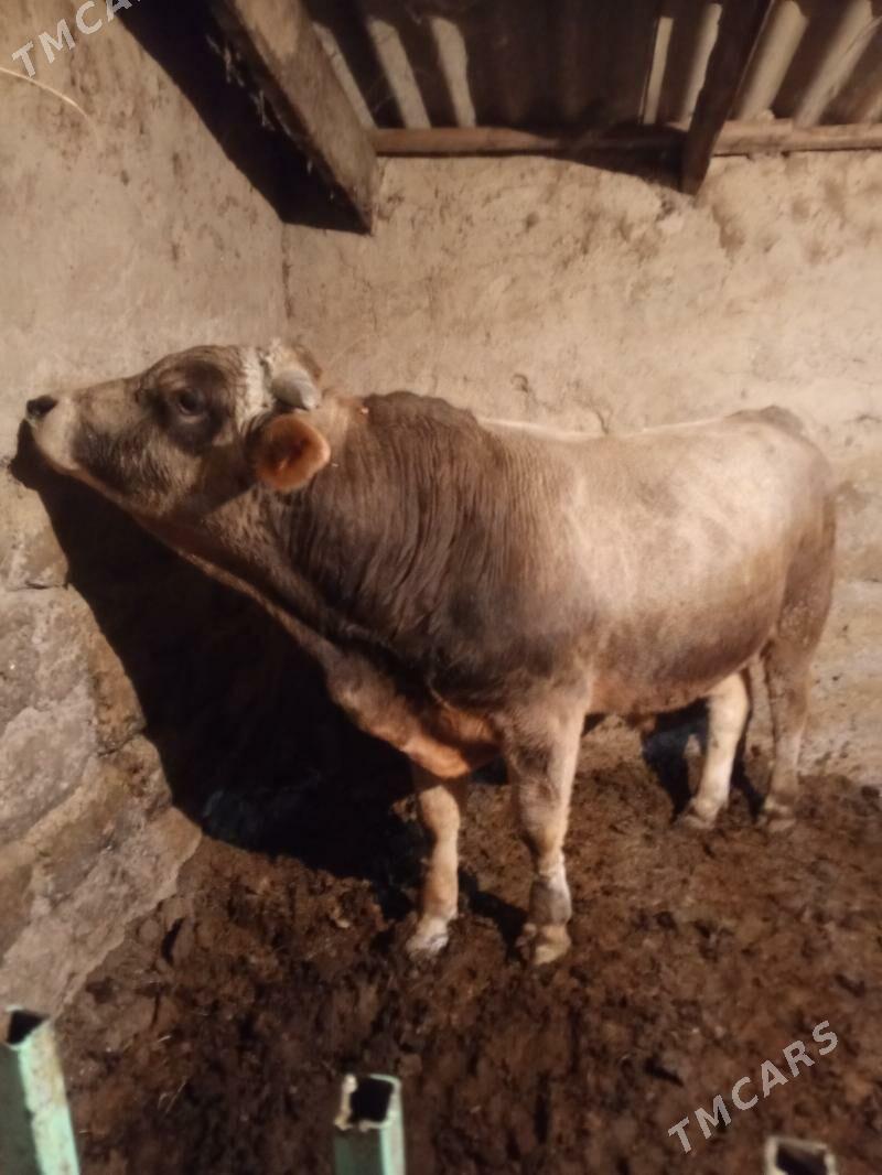 Bakylan Okuz - Aşgabat - img 4