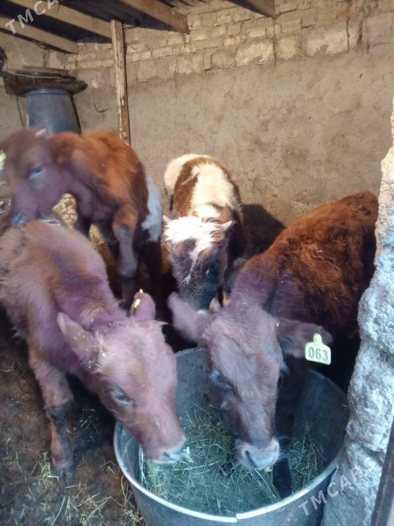 Okuz - Aşgabat - img 3