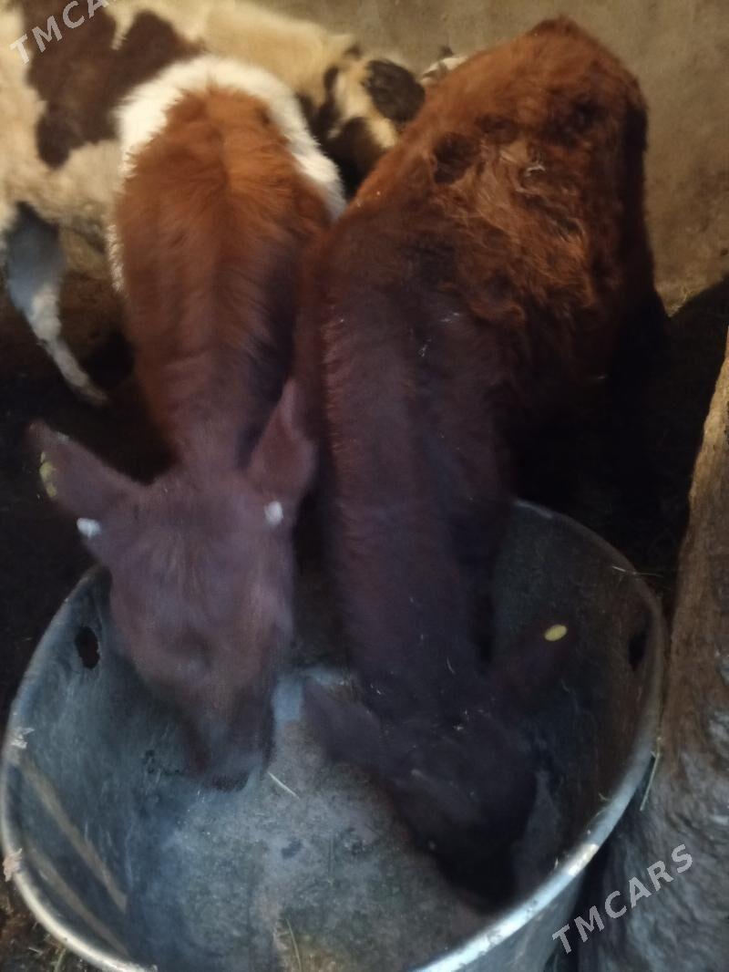 Okuz - Aşgabat - img 2