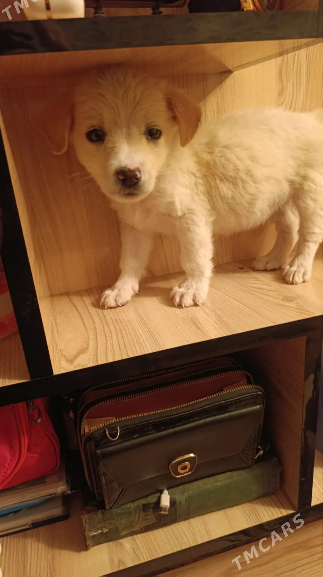 Щенок - Mary - img 3