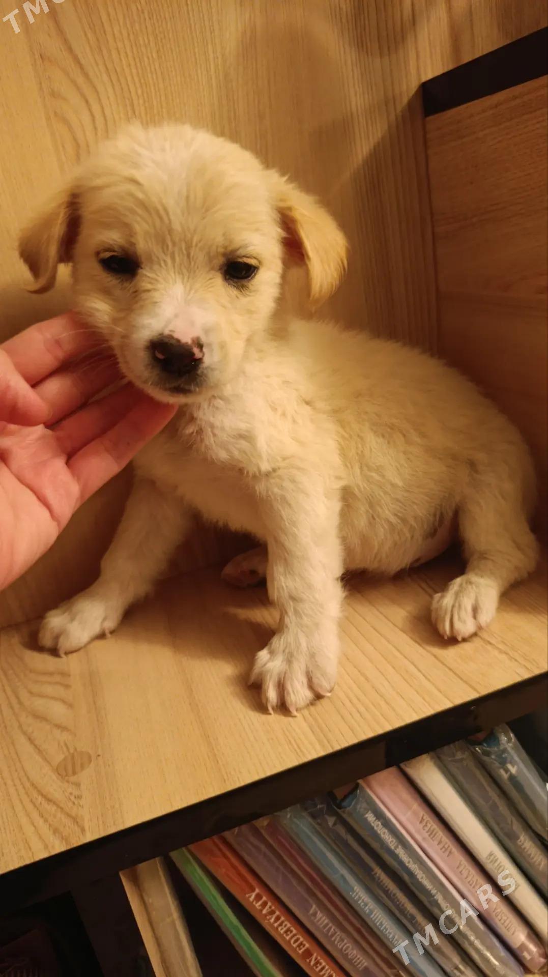 Щенок - Mary - img 2