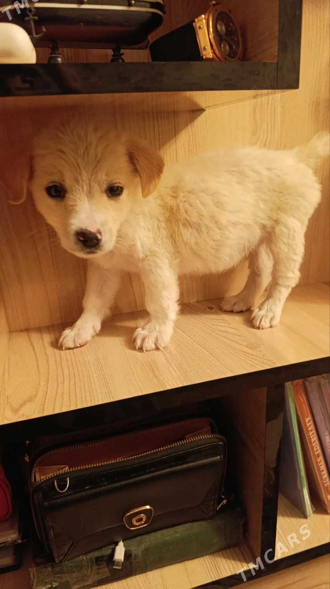 Щенок - Mary - img 1