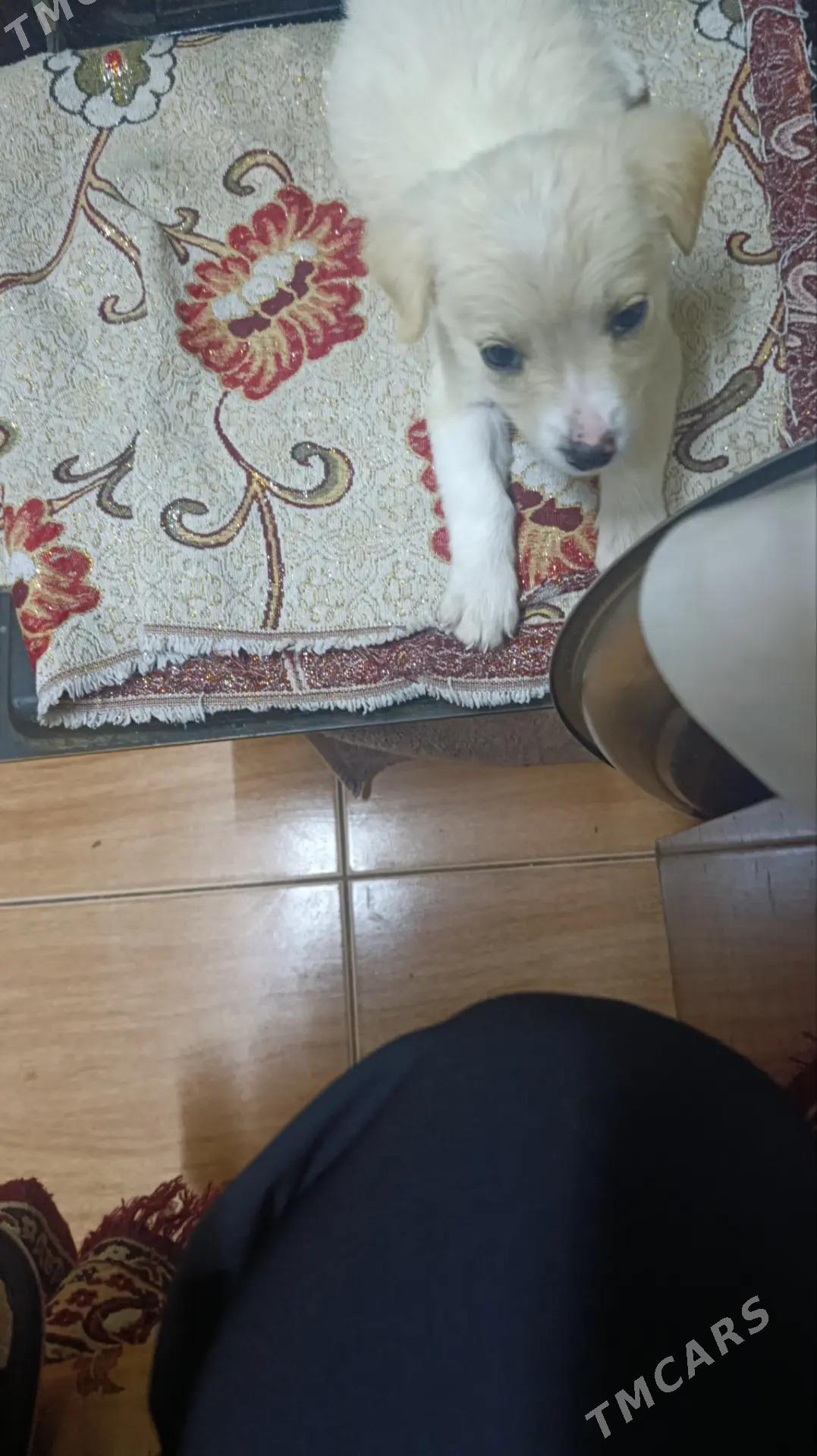 Щенок - Mary - img 4