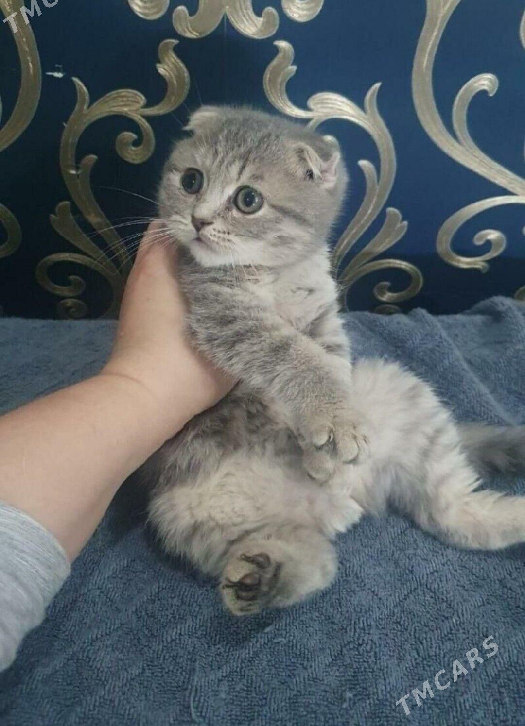 Шотландские котята - Aşgabat - img 4