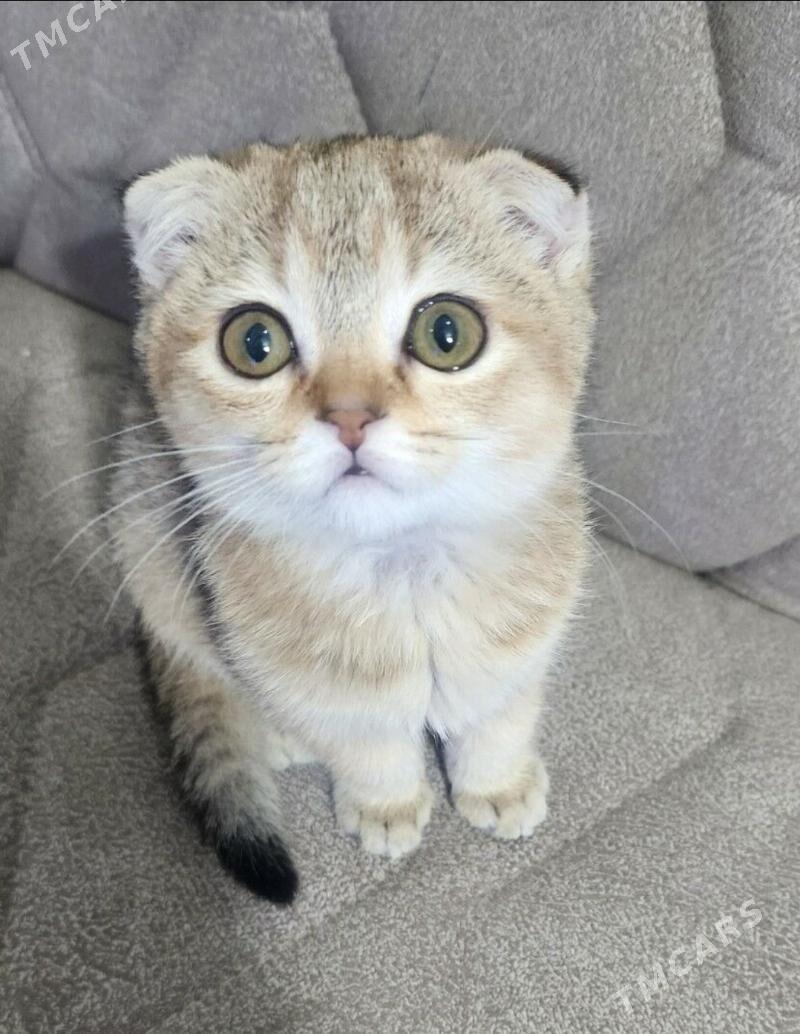 Шотландские котята - Aşgabat - img 2