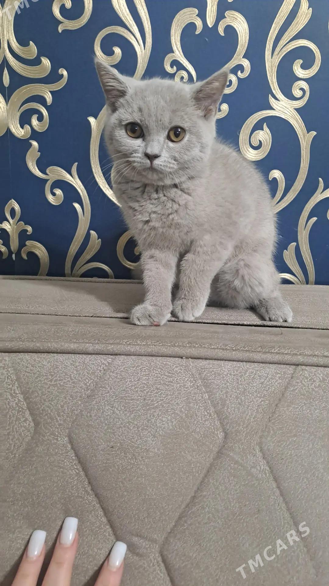 Шотландские котята - Aşgabat - img 6