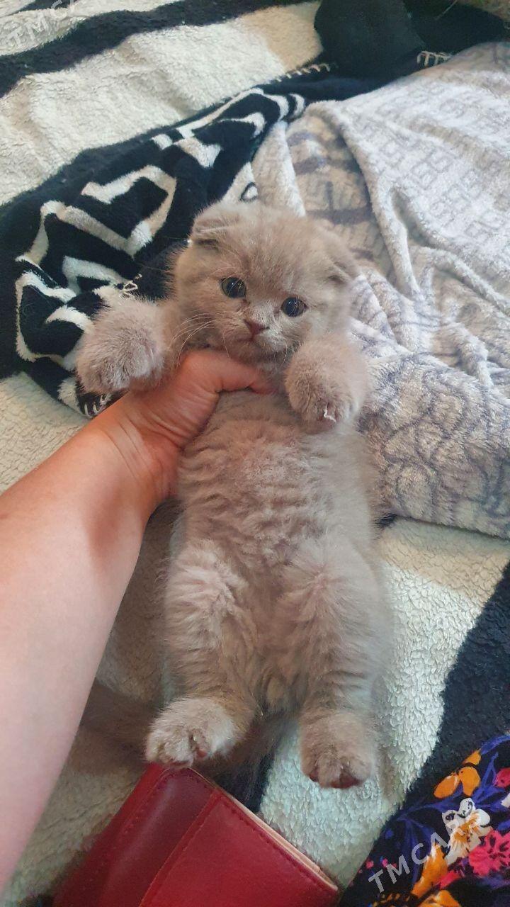 Шотландские котята - Aşgabat - img 9