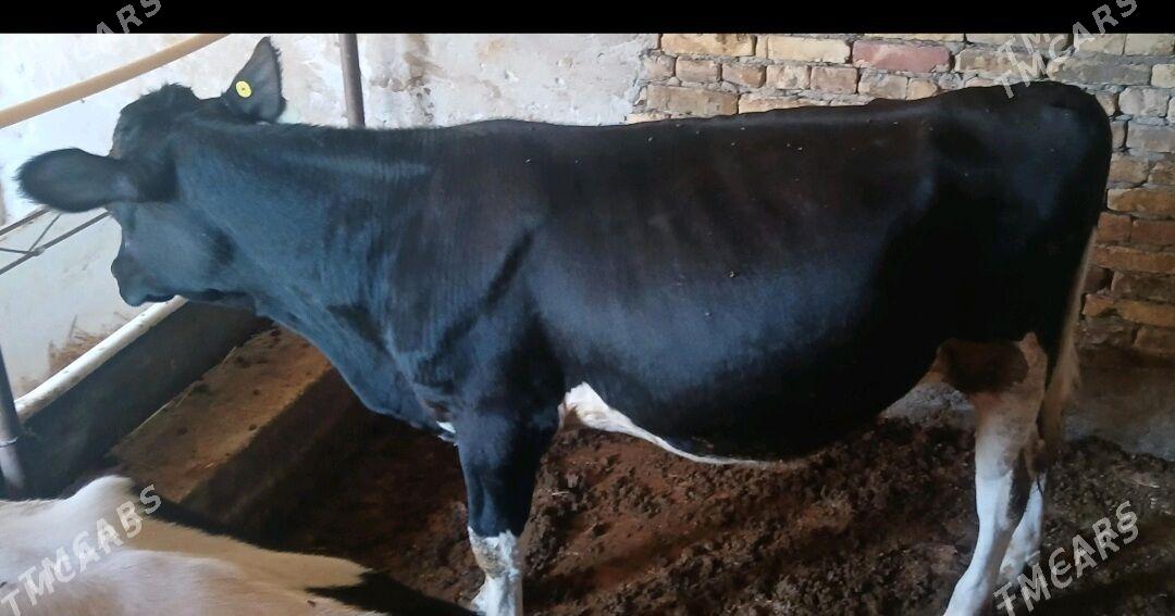 ОКУЗ  ГАЛЬШТЕЙИН - Туркменабат - img 3