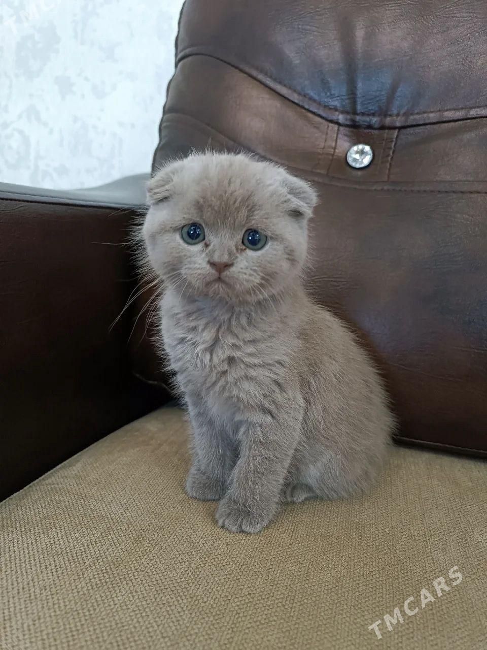 Шотландские котята - Aşgabat - img 10