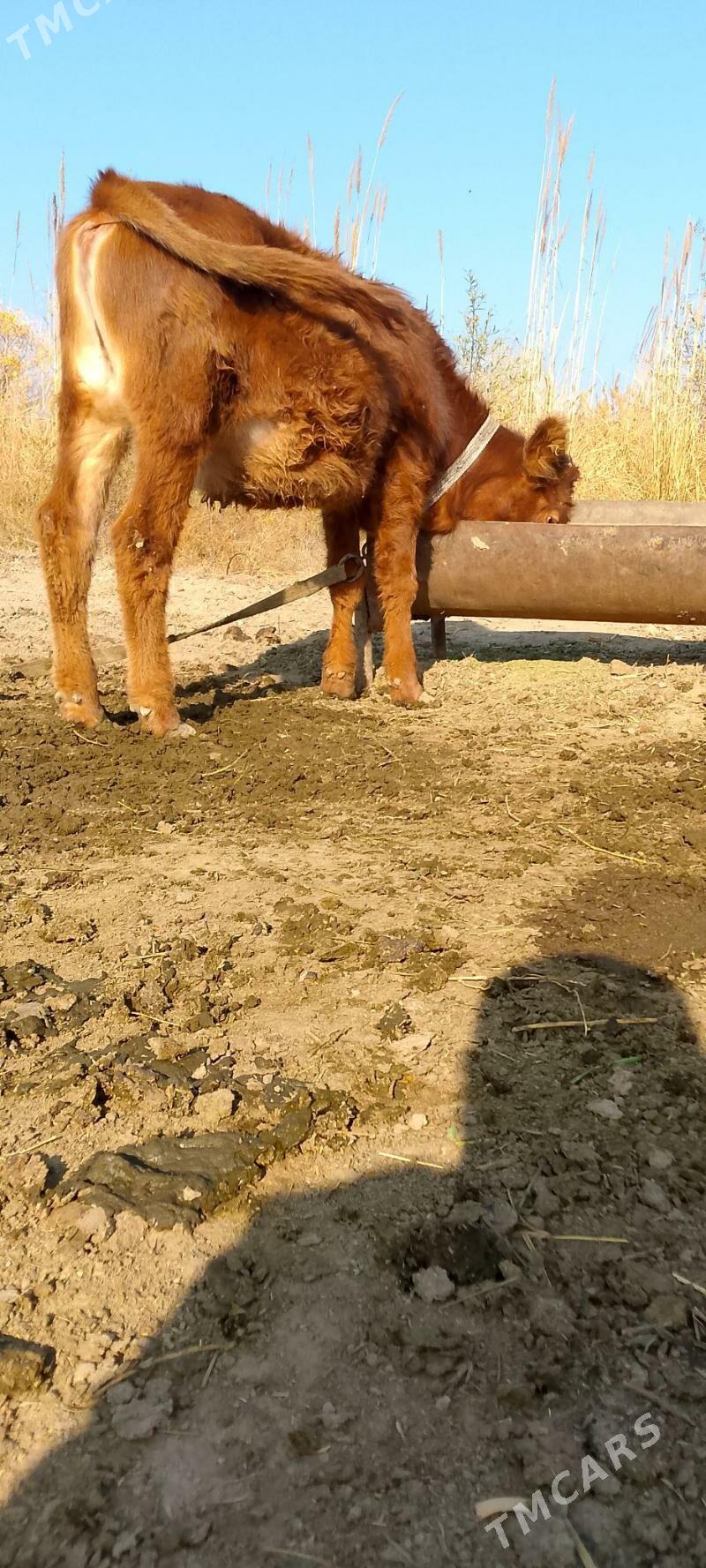 Göleler - Мары - img 5