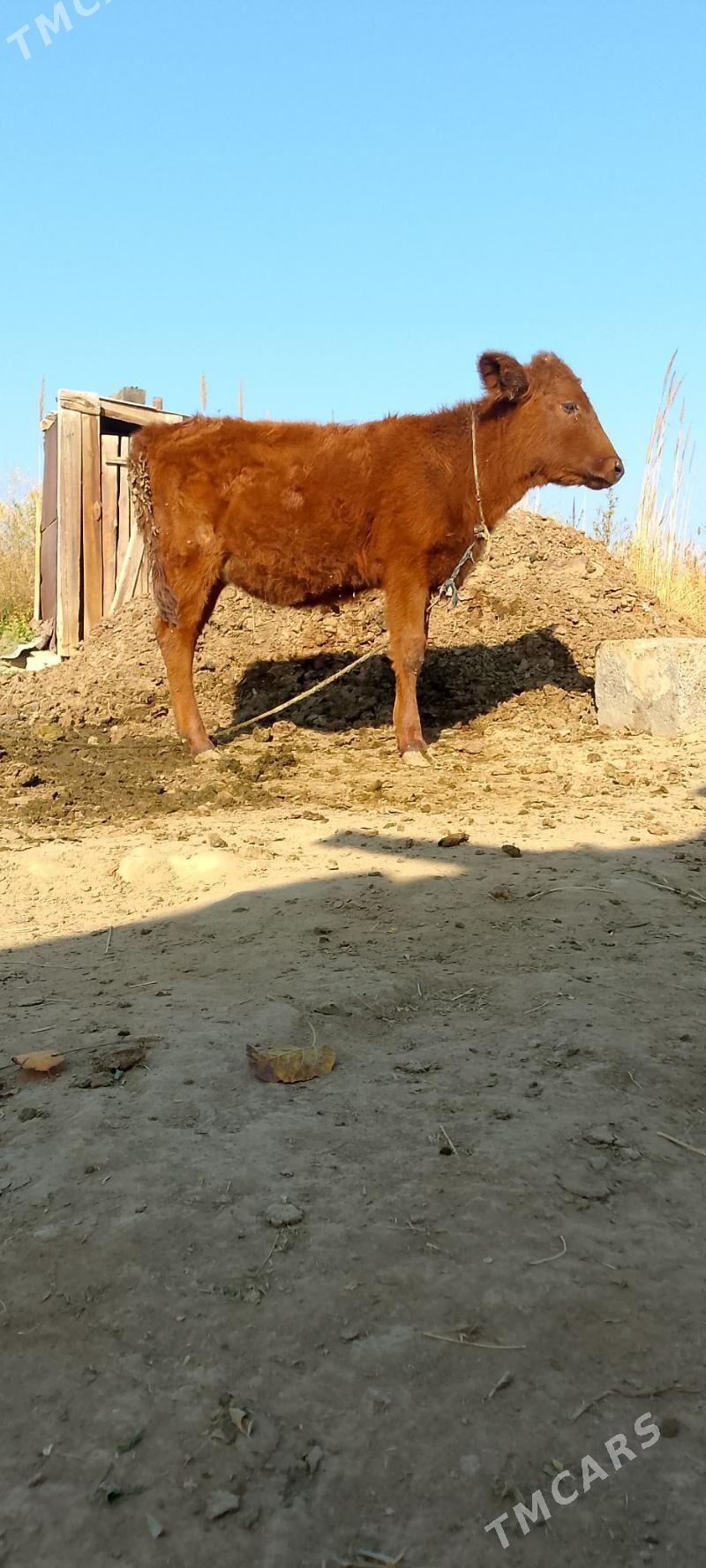 Göleler - Мары - img 3