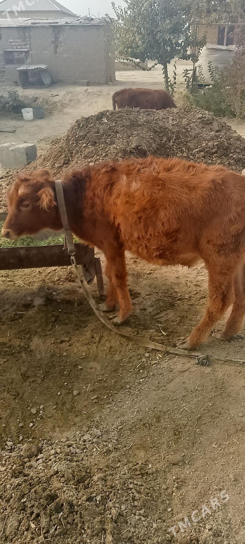 Göleler - Мары - img 6