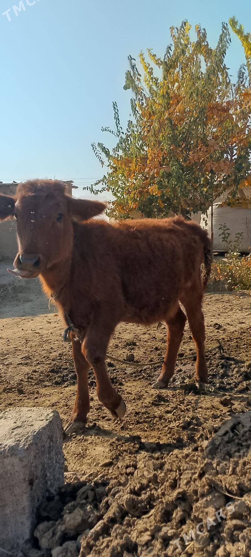 Göleler - Мары - img 4