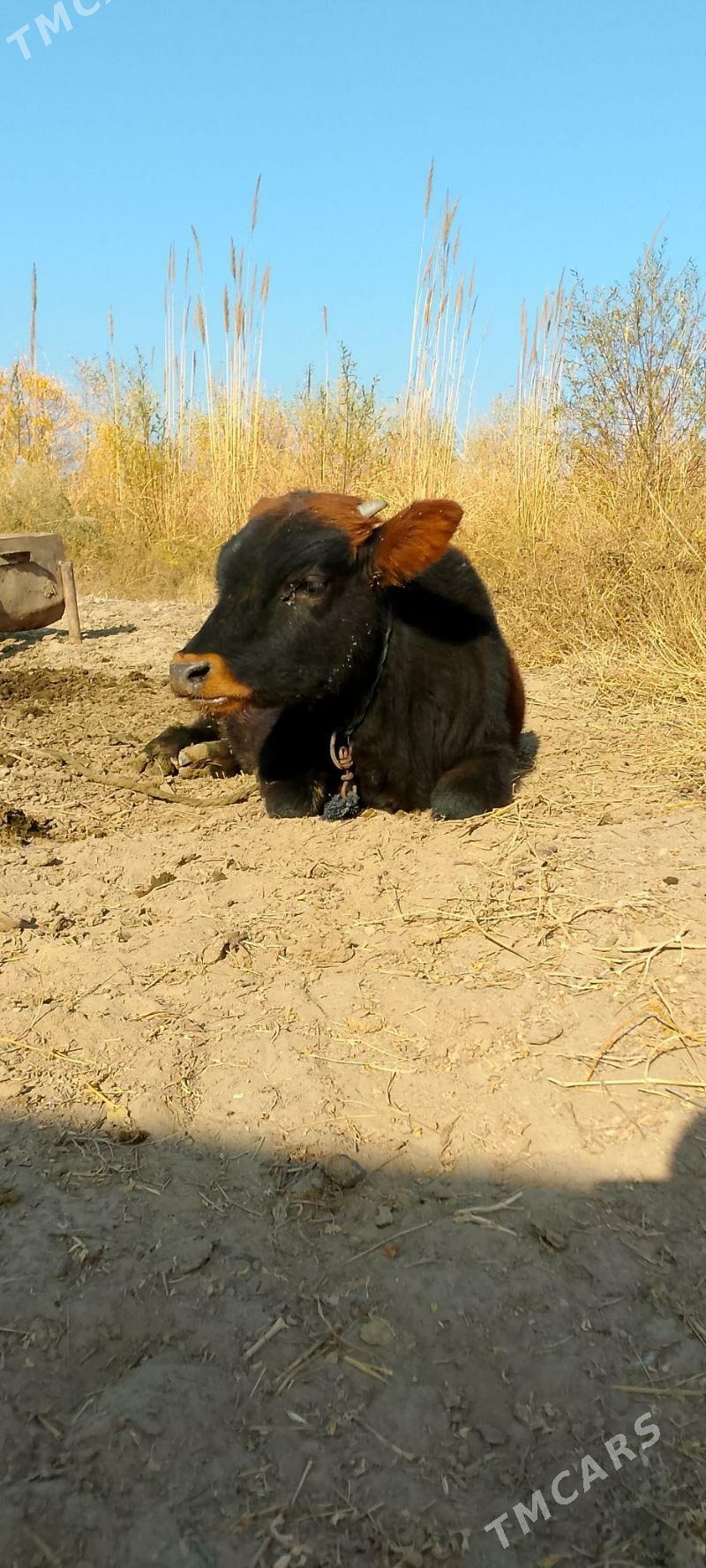 Göleler - Мары - img 2