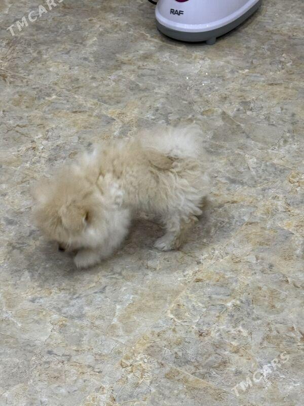 шпиц - Aşgabat - img 3