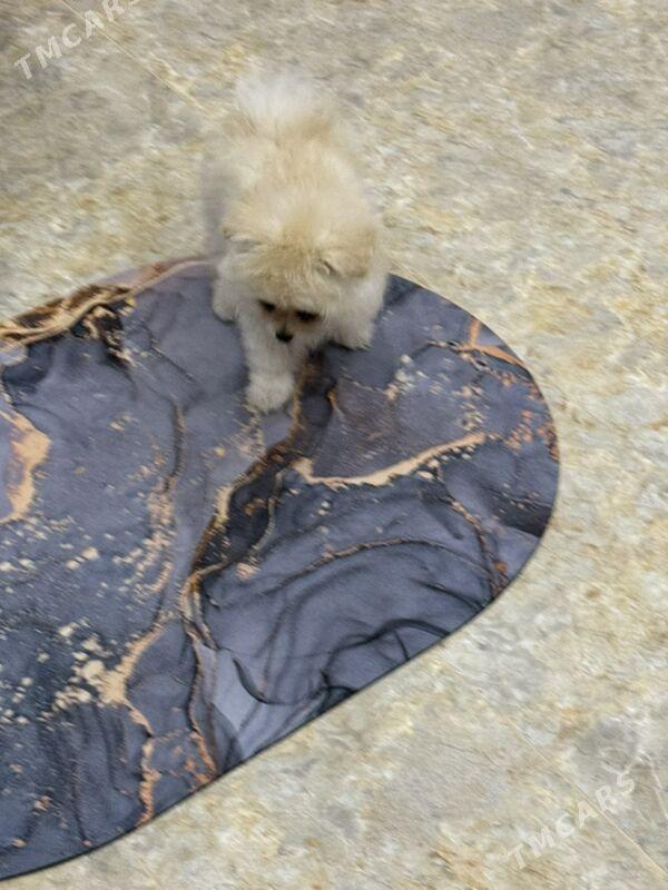 шпиц - Aşgabat - img 2