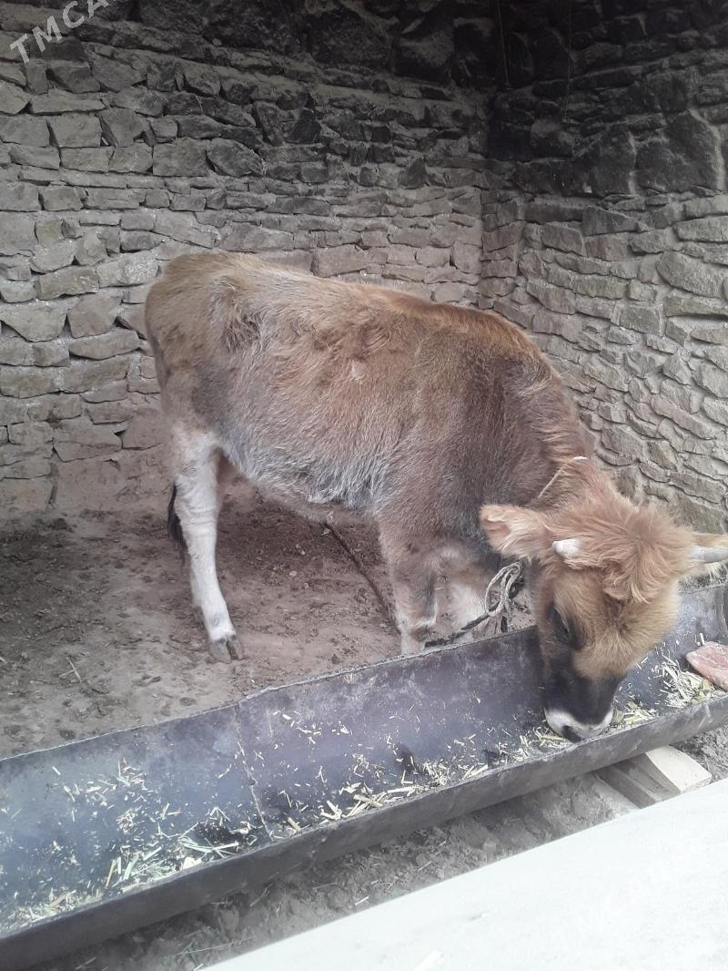 sygir ve gunajin - Magdanly - img 4