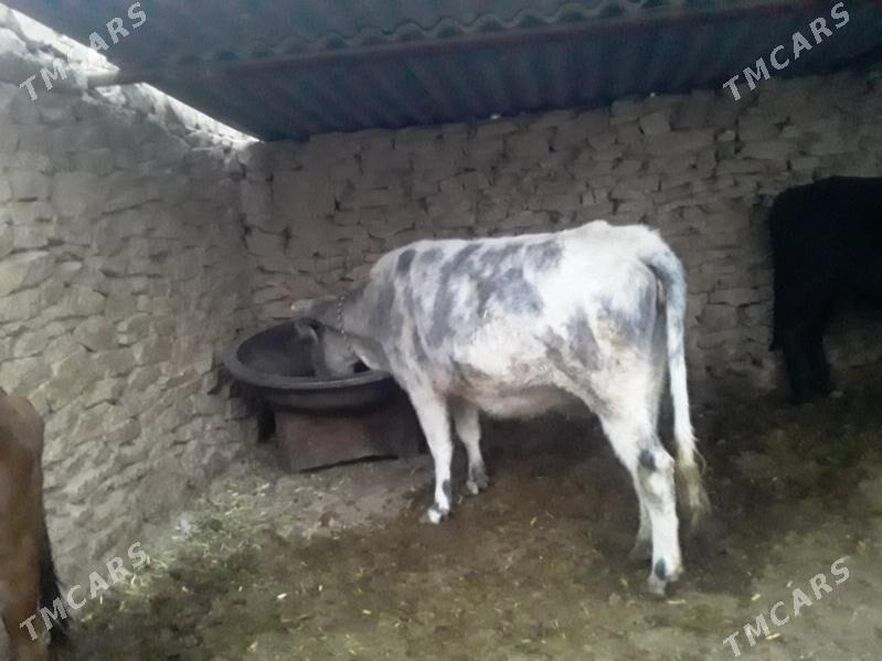 sygir ve gunajin - Magdanly - img 2