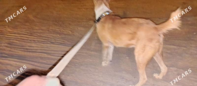 güjük - Арзув - img 2