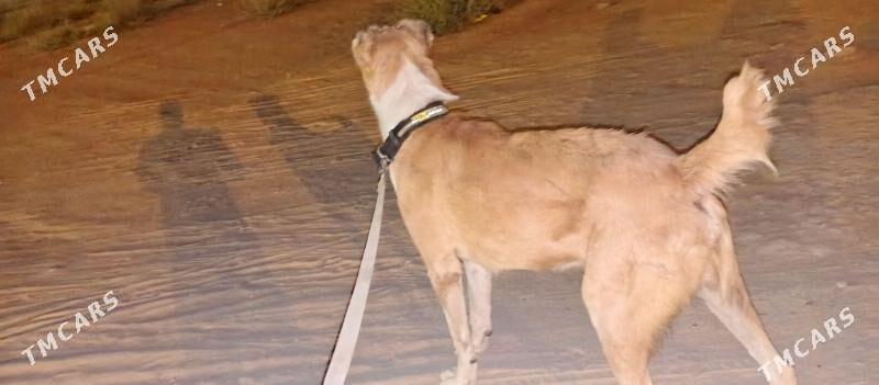 güjük - Арзув - img 4