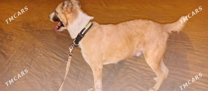 güjük - Арзув - img 3