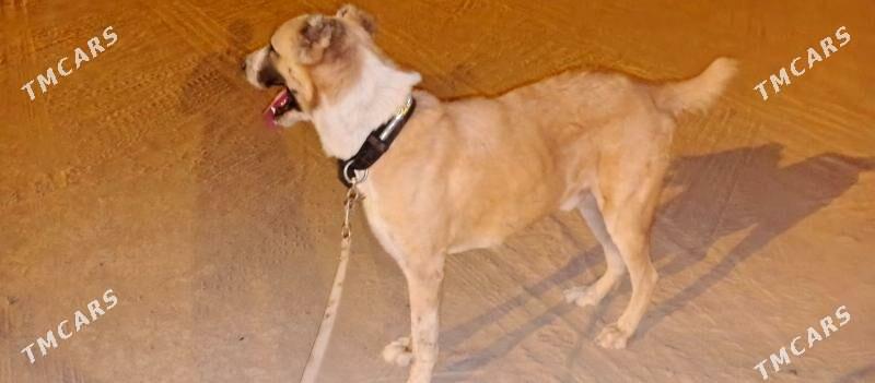 güjük - Арзув - img 5