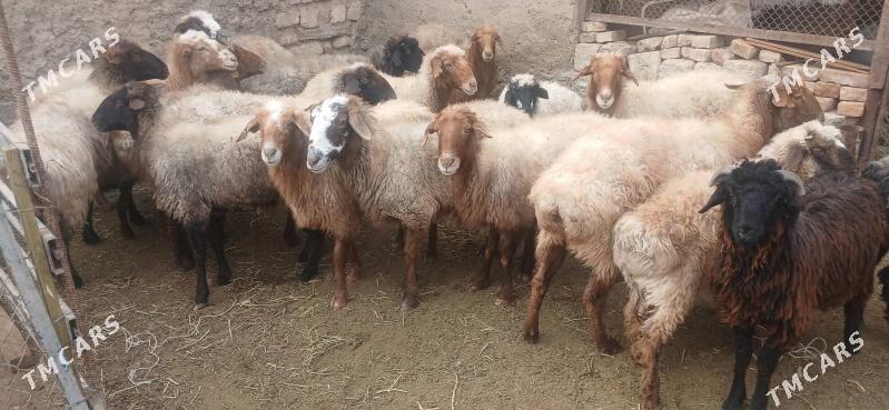 goyunlar - Balkanabat - img 2