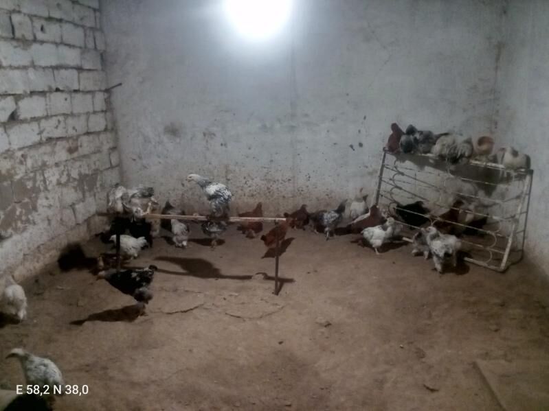 Towuk - Ашхабад - img 3