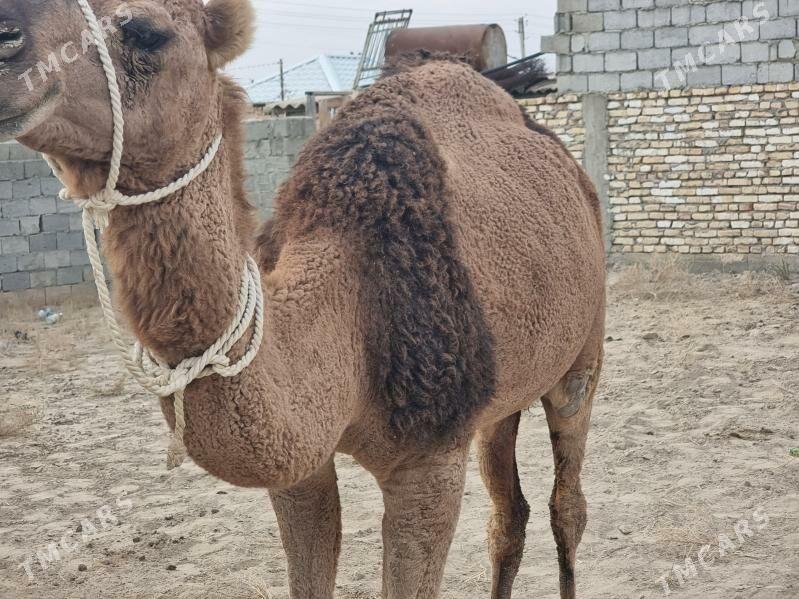 Dúÿe - Balkanabat - img 3